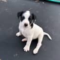 Photo of Banjo 8 Week Old Cattle Dog X (Hold)