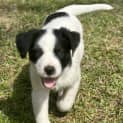 Photo of Banjo 8 Week Old Cattle Dog X (Hold)