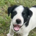 Photo of Banjo 8 Week Old Cattle Dog X (Hold)