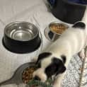 Photo of Banjo 8 Week Old Cattle Dog X (Hold)