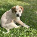 Photo of Red   8 Week Old Cattle Dog X (Trial)