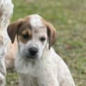 Photo of Red   8 Week Old Cattle Dog X (Trial)