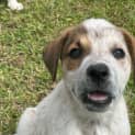 Photo of Red   8 Week Old Cattle Dog X (Trial)