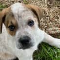Photo of Red   8 Week Old Cattle Dog X (Trial)