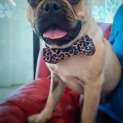 Photo of Barney