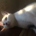 Photo of Trinity 1 Year Old Domestic Short Hair (Trial)