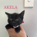 Photo of Akela