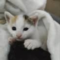 Photo of Calypso