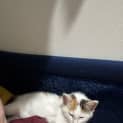 Photo of Calypso