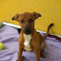Photo of Cookie