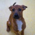 Photo of Cookie