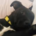 Photo of Scout
