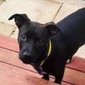 Photo of Scout