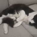Photo of Panko