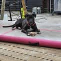 Photo of Blaze