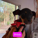 Photo of Trixie