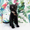Photo of Evangeline   Located In Preston