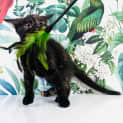Photo of Evangeline   Located In Preston