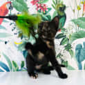 Photo of Evangeline   Located In Preston