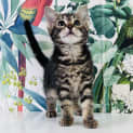 Photo of Ariel   Located In Preston