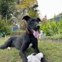 Photo of Banjo