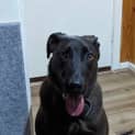 Photo of Moose