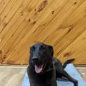 Photo of Moose