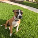 Photo of Remi
