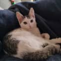 Photo of Leopold