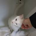 Photo of Casper