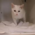 Photo of Casper