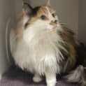 Photo of Rose