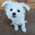 Photo of Cornelius