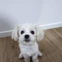 Photo of Cornelius