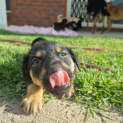 Photo of Tarf