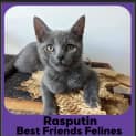 Photo of Rasputin