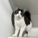 Photo of Duchess