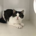 Photo of Duchess