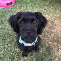 Photo of Peanut