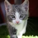 Photo of Silvermist
