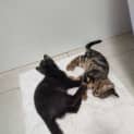Photo of Bam Bam   3 Month Old Domestic Short Hair (Trial)