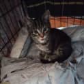 Photo of Bam Bam   3 Month Old Domestic Short Hair (Trial)