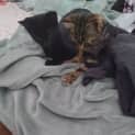 Photo of Pebbles 3 Month Old Domestic Short Hair (Trial)