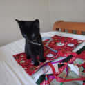 Photo of Barney 3 Month Old Domestic Short Hair (Trial)