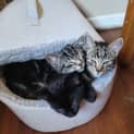 Photo of Barney 3 Month Old Domestic Short Hair (Trial)