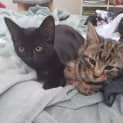 Photo of Barney 3 Month Old Domestic Short Hair (Trial)