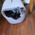 Photo of Barney 3 Month Old Domestic Short Hair (Trial)