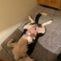 Photo of Rooi