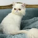 Photo of Merlin