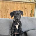 Photo of Stout